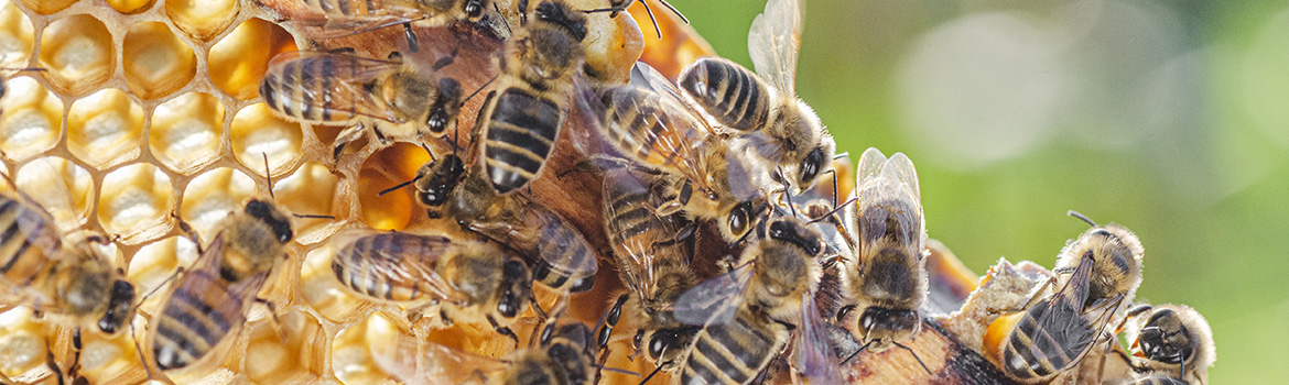 Bee Smart Pest Control - The Hive