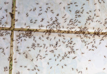 How to Prevent Ants Around Your Home