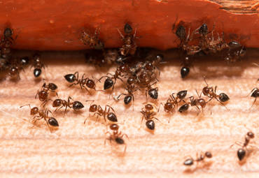 Why is it Important to Prevent Ants from Entering Your Home?