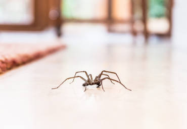 How to Keep Spiders Out of Your Home