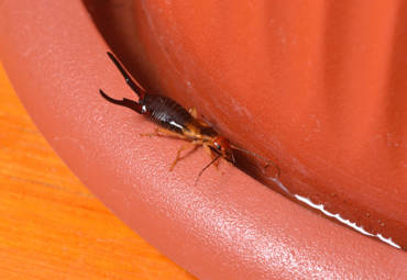 How to Prevent Earwigs