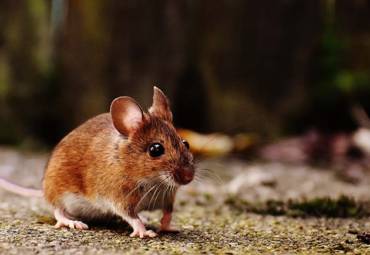 How to Prepare to Keep Rodents Away for Winter