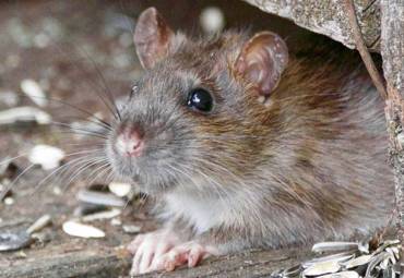 Most Common Places Rodents Get in Your Home