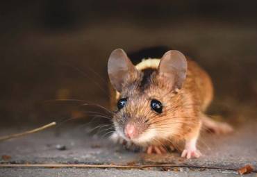 What’s the Difference Between Mice and Rats?