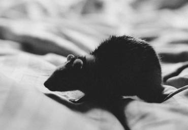 How Do I Get Rid of Rats in My Home?