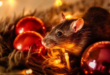 Best Way to Store Holiday Decorations to Keep Pests Out