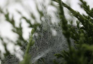 How to Keep Spiders Out of My Christmas Tree