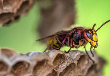 Winter Maintenance Tips to Prevent Wasps in the Spring